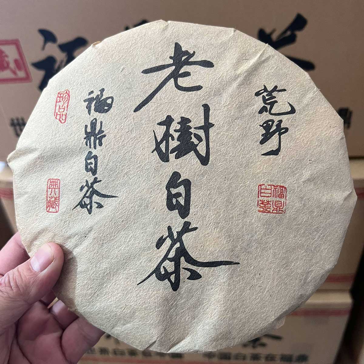 福鼎白茶